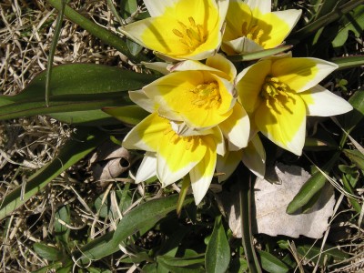 tulips2-2008