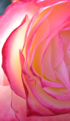Loose Park pink rose 2 vertical detail KC Nov 2009