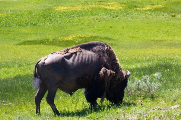 Yellowstone starving bison bull July 2011 bison, Yellowstone bison, American buffalo, Yellowstone wildlife