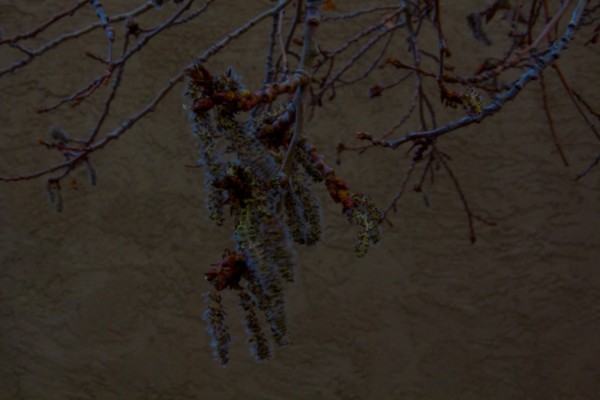 night photography, trees at night, Beth Partin's photos