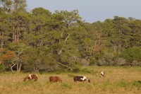 Chincoteague ponies fall 2012