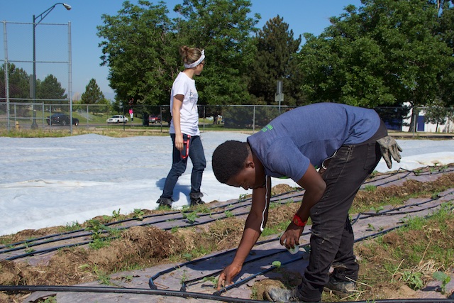 McGlone workday, June 27- Groundwork Green Team member and volunteer plant cucumbers at McGlone, IMG_1257