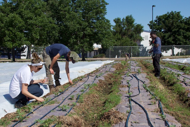 McGlone workday, June 27- Groundworks Green Team members and a volunteer plant cucumbers and weed, IMG_1253