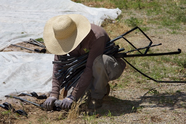 McGlone workday, June 27- Nick Grube of Produce Denver adjusts irrigation lines 1, IMG_1258