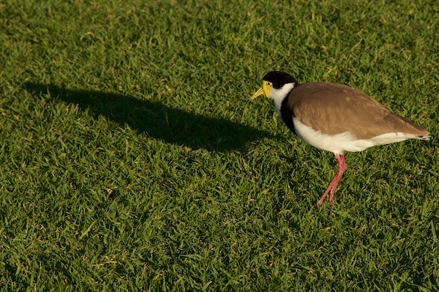 Masked lapwing, Sydney, Sept 2015