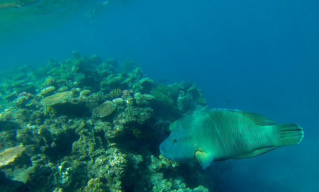 Maori wrasse. Photo by Todd Bradley.