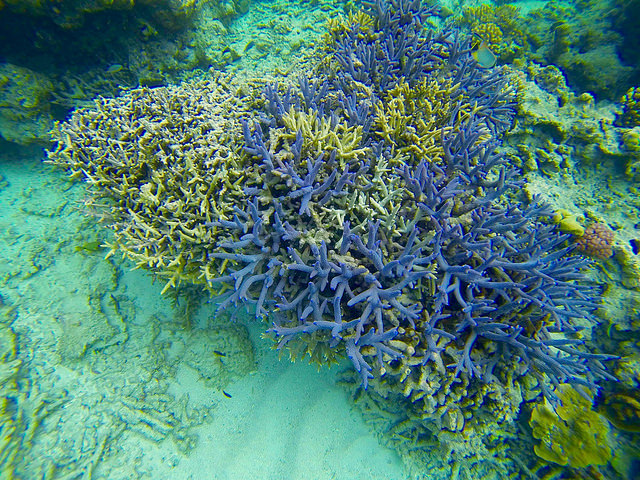 Todd’s pic of purple coral GBR Sept 2015