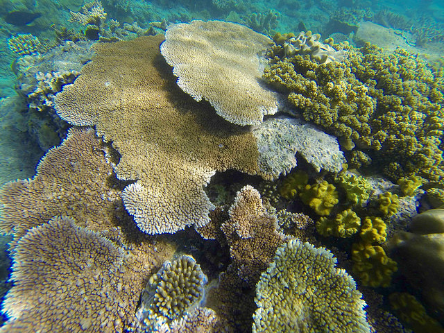 Table coral photo by Todd Bradley.