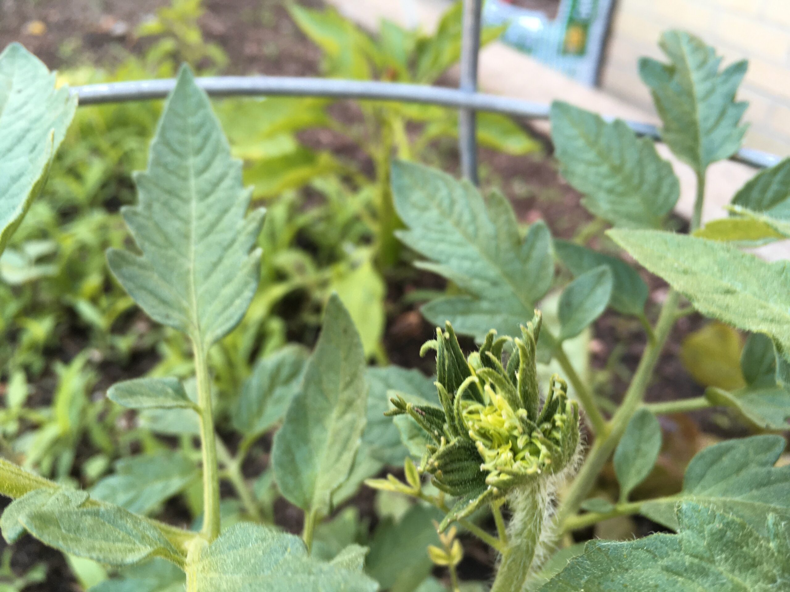 Denver Urban Gardens, DUG, Beths garden, heirloom tomatoes, heirloom blooms