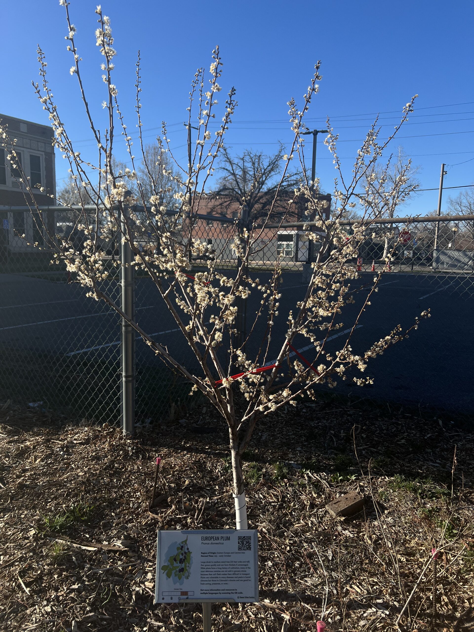 Plum tree in bloom