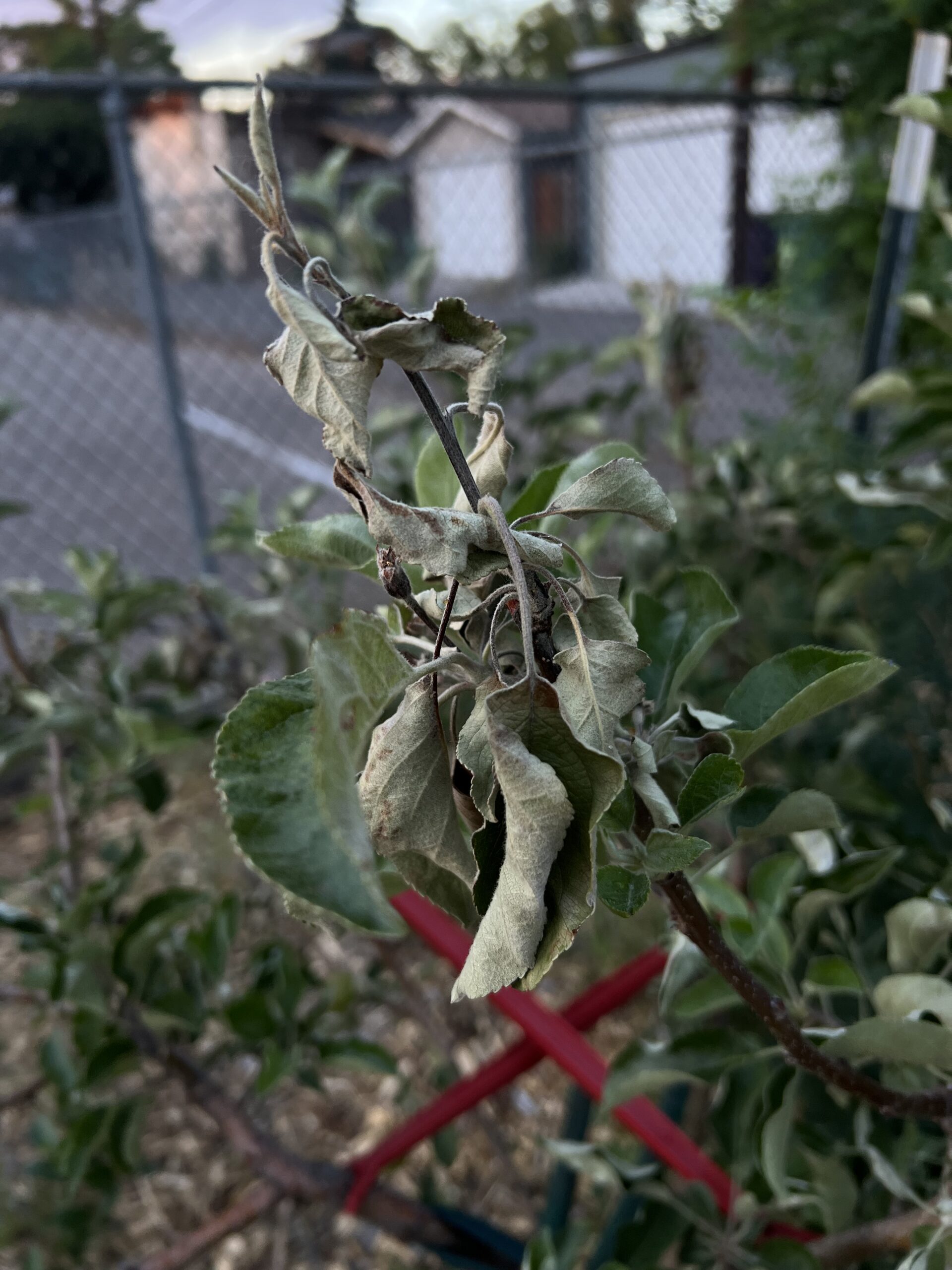 Branch of apple tree with dried leaves, sticking up