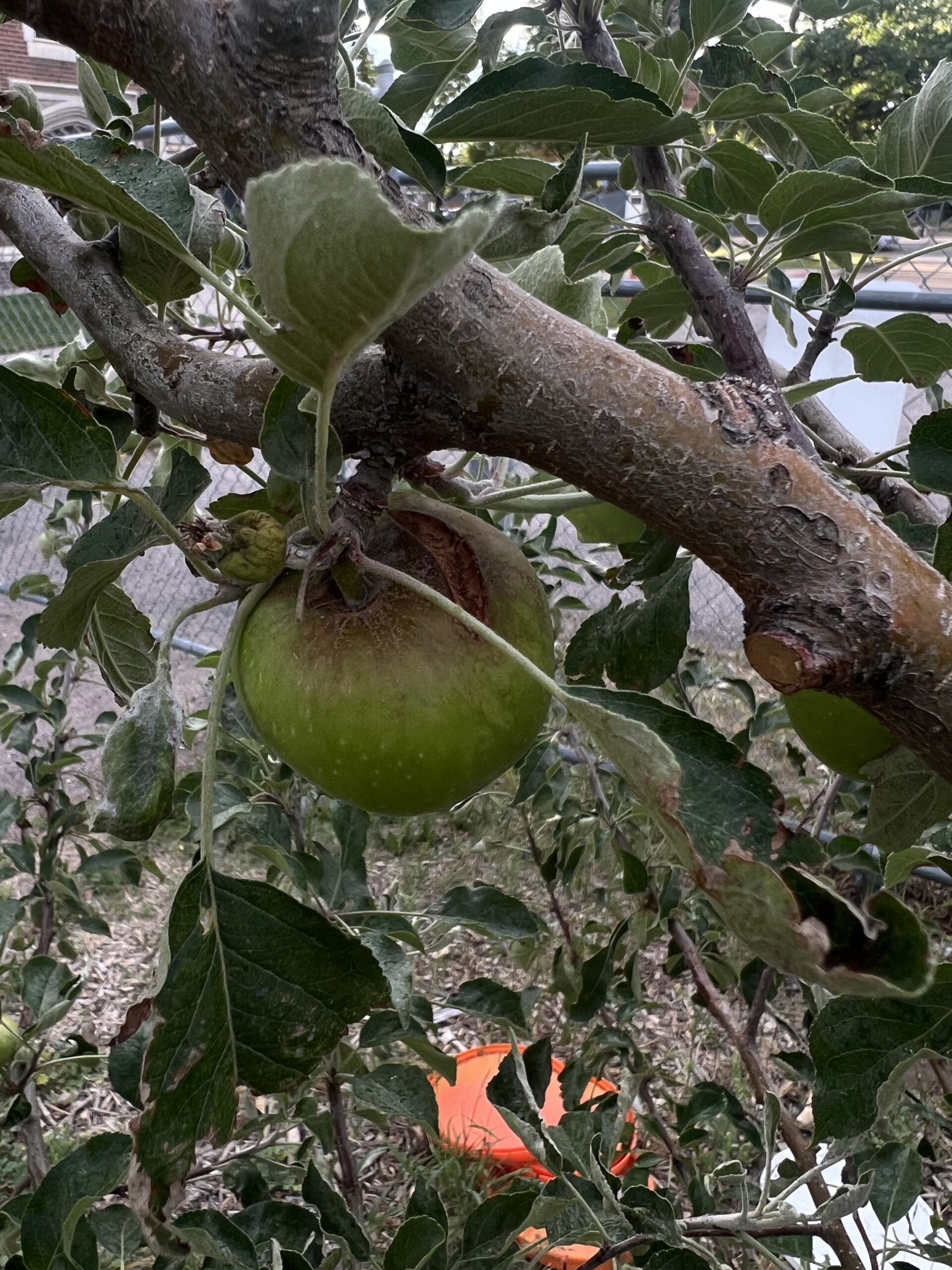 Apple tree, leafed out, one green apple with horizontal brown lesion shown hanging from a branch