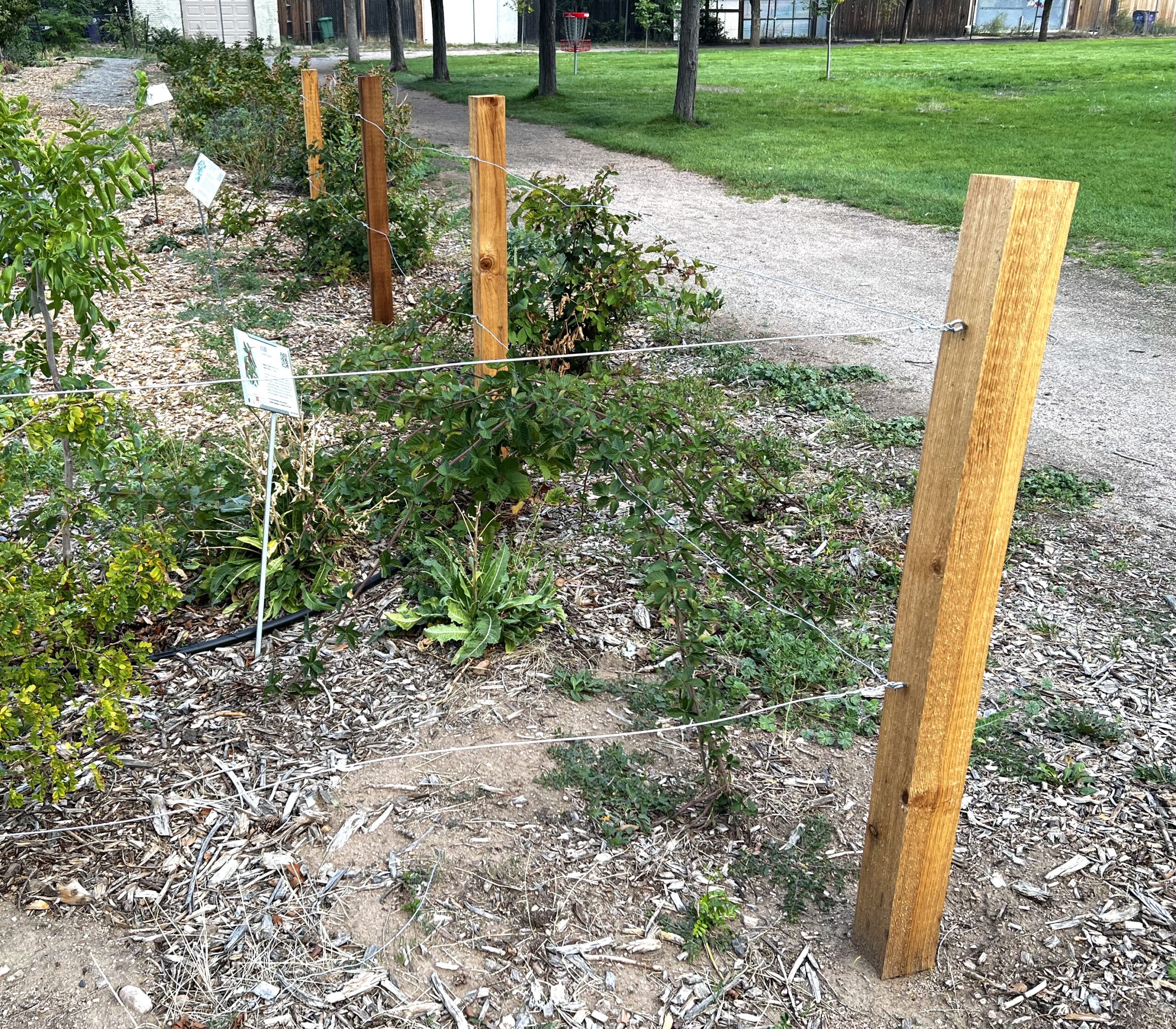 Blackberry trellis with wooden posts and silver wire, in an L shape, with blackberry plants underneath. 